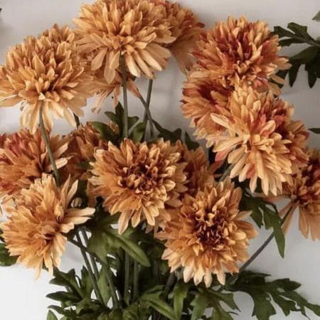 Straw Flower Bush
